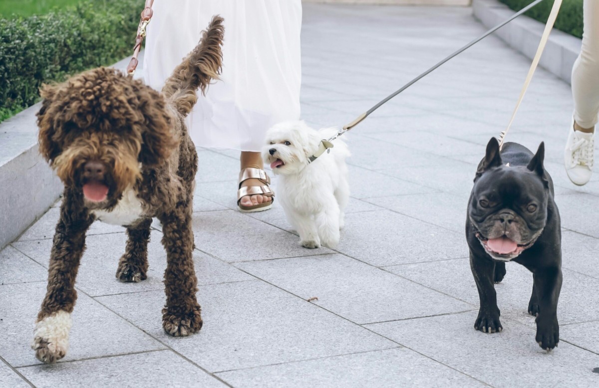 Women walking dogs in a city